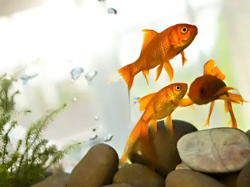Tre pesci rossi nuotano in un acquario, con bollicine e piante acquatiche. Sembrano pesci appena nati, pronti a esplorare il loro mondo.