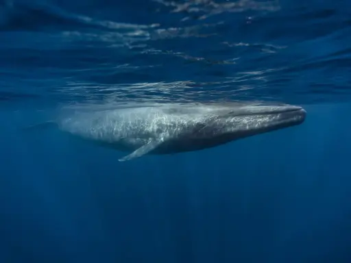 A blue whale swims underwater, its body illuminated by sunlight filtering through the ocean's surface.