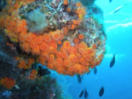 Un fondale marino vibrante con coralli arancioni e meduse, circondato da pesci che nuotano nell'acqua blu.