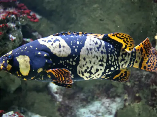 Una cernia gigante dalle notevoli dimensioni, con un corpo scuro maculato di giallo e arancione, nuota tra le rocce coralline.