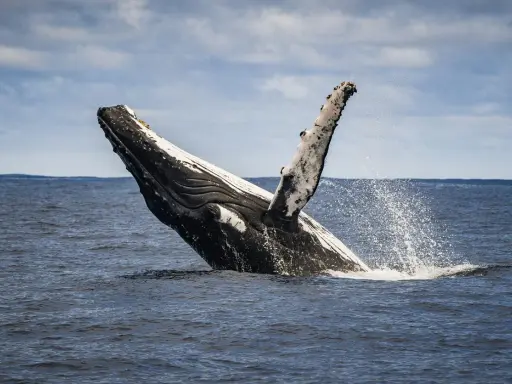 Una balena megattera emerge dall'acqua, con la pinna pettorale alzata e spruzzi d'acqua.