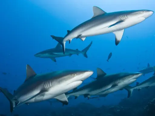 Un gruppo di squali grigi nuota in acque blu profonde. Osserva come si muove lo squalo, con le pinne che guidano il suo elegante movimento.