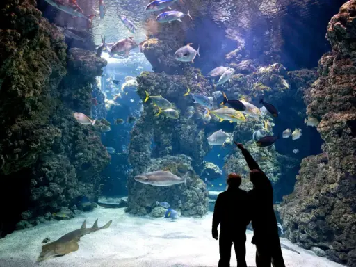 Coppia ammira un maestoso acquario monaco, pieno di pesci colorati e coralli.