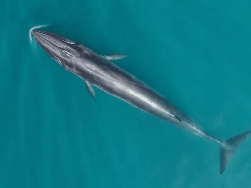 Una maestosa balena mammifero nuota nelle acque turchesi, la sua lunga sagoma scivola silenziosamente sotto la superficie.