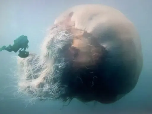 Un subacqueo osserva la medusa più grande del mondo, un gigante pelagico con tentacoli lunghissimi che si estendono nell'oceano.