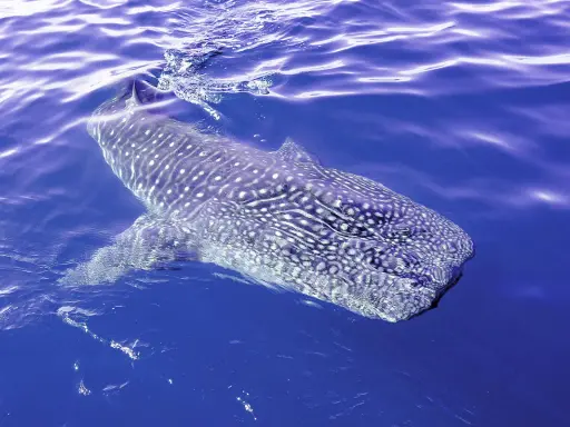 Un maestoso squalo cetaceo, con la sua pelle maculata, nuota placidamente nelle acque blu.