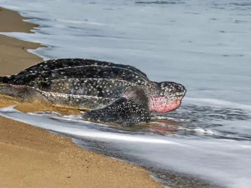 Tartaruga liuto, la tartaruga più grande del mondo, emerge dall'acqua sulla sabbia.