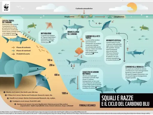 Gli squali e le razze, presenti nel Mediterraneo, sono fondamentali per il ciclo del carbonio blu, immagazzinandolo e contribuendo alla salute degli oceani.