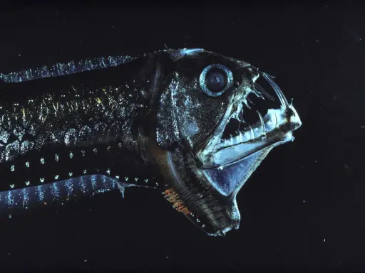 Un terrificante pesce di profondità mediterraneo con denti aguzzi e occhi luminosi, un predatore delle oscure acque abissali.