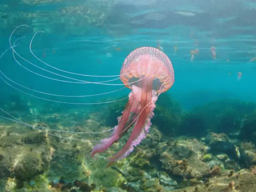 Una grande medusa rosa fluttua in acque limpide, con lunghi tentacoli che si estendono.