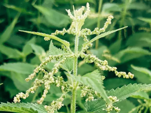 Primo piano di una pianta di ortica di mare con piccoli fiori bianchi e foglie dentellate.