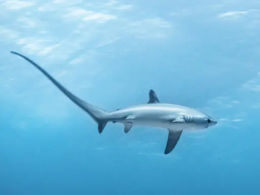 Squalo volpino con la sua lunga coda, un pesce che nuota nelle acque azzurre.