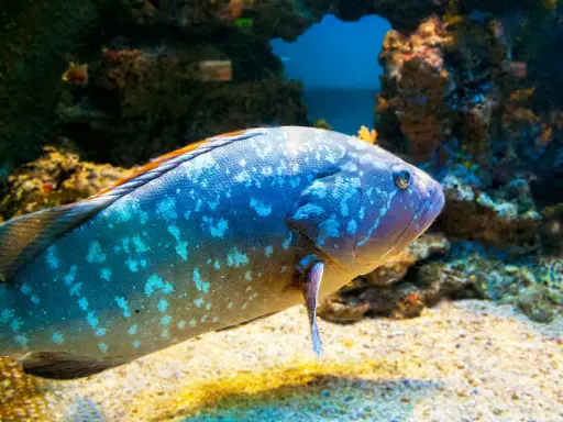 Una cernia pesce maculata nuota su un fondale sabbioso, con rocce coralline sullo sfondo.