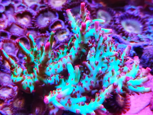 Coralli duri acquario marino, con ramificazioni verdi e punte rosa, su sfondo viola di zoantidi.