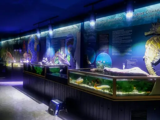 Il museo oceanografico di Lisbona espone un grande cavalluccio marino e acquari con vita marina.