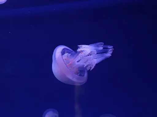 Meduse del Mediterraneo fluttuano nell'oscurità blu, con tentacoli trasparenti e un corpo bioluminescente.