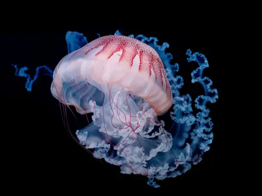 Una medusa rosa e bianca con macchie rosse, circondata da tentacoli blu luminosi. Le meduse si mangiano, ma questa è troppo bella per essere mangiata.