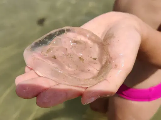 Una mano tiene una medusa trasparente e gelatinosa, quasi senza tentacoli visibili, con piccole particelle di sabbia al suo interno.