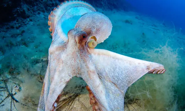 Un polpo maestoso, con la sua pelle cangiante, si muove nel suo habitat. La sua vita media è un mistero affascinante del mare.