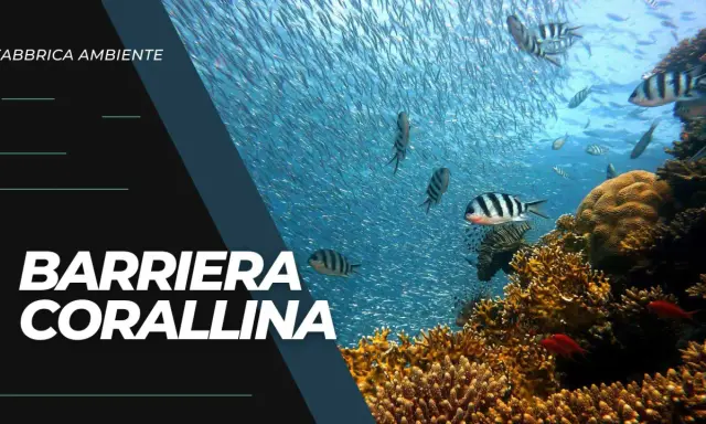 Una barriera corallina vibrante, piena di pesci, minacciata dall'inquinamento.