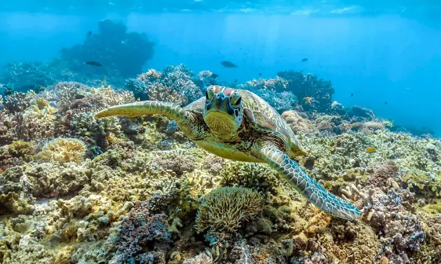 Tartaruga marina nuota tra coloratissimi animali barriera corallina, un ecosistema sottomarino vibrante.