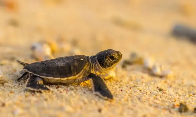 Piccola tartaruga sulla sabbia, con le sue zampe e il guscio che mostrano le parti della tartaruga in un viaggio verso il mare.