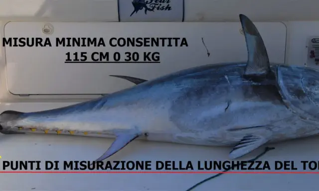 Tonno di notevole grandezza, con indicazioni sulla misura minima consentita (115 cm o 30 kg) e sui punti di misurazione della lunghezza.