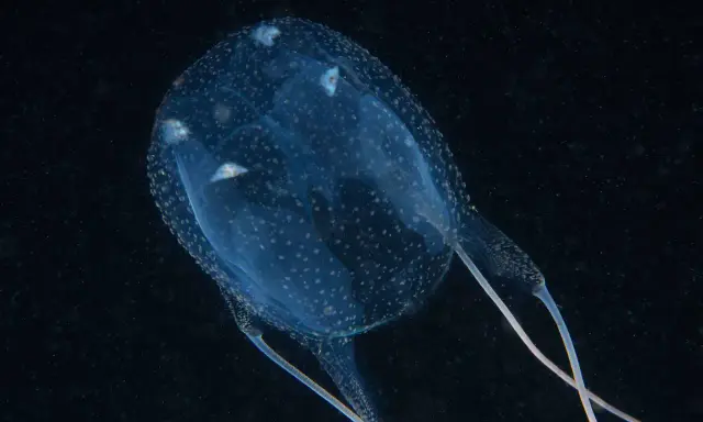 Medusa carybdea trasparente con puntini bianchi, fluttua nell'oscurità.