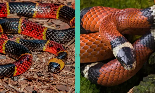 Serpenti corallo: come capire se il corallo è vero? Due serpenti colorati, uno su terra, l'altro su muschio, mostrano le loro squame vivaci.
