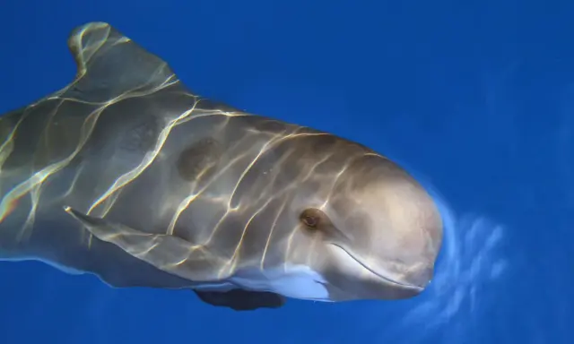 Un primo piano di una balena pilota che nuota in acque blu, con riflessi di luce sulla sua pelle liscia.
