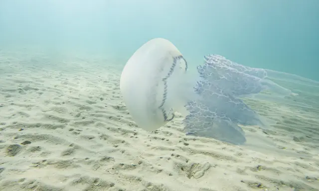 Una medusa bianca e blu fluttua sopra un fondale sabbioso. Le sue lunghe e delicate braccia si estendono nell'acqua limpida, creando un'immagine eterea di meduse quando ci sono.