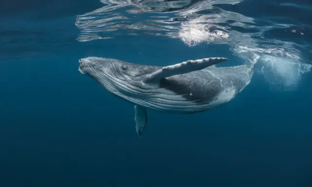 Balena megattera nuota vicino alla superficie. Quanti tipi di balene esistono? Molti, ma questa è una delle più maestose.