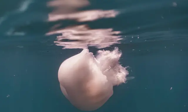 Una medusa bianca, quasi trasparente, galleggia immobile nell'acqua. Come capire se una medusa è morta? La sua forma flaccida e l'assenza di movimento sono indizi.