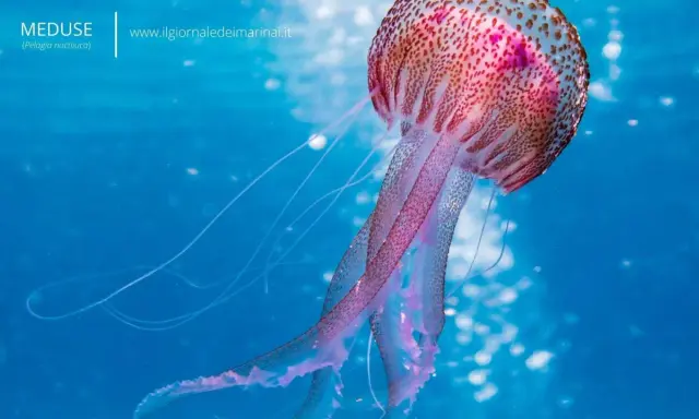 Una medusa animale, la Pelagia noctiluca, fluttua in acque blu con tentacoli lunghi e luminosi.