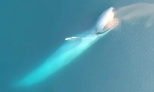 Balenottera azzurra emette un soffio d'acqua, mostrando la sua immensa mole. Non ha denti, ma fanoni per filtrare il cibo.