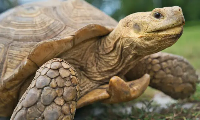 Close-up of a tortoise's head and shell, showing its textured skin and patterned carapace.
