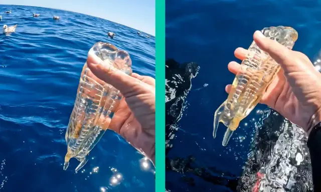 Mano che tiene un organismo gelatinoso trasparente, simile ad animali come le meduse, in mare. A sinistra, gabbiani galleggiano sull'acqua.