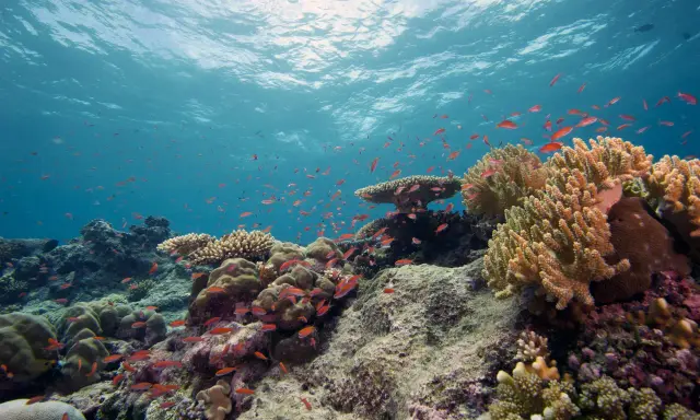 Un banco di pesci rossi nuota tra colorati arrecifes de coral, sotto la luce del sole che filtra dall'acqua.