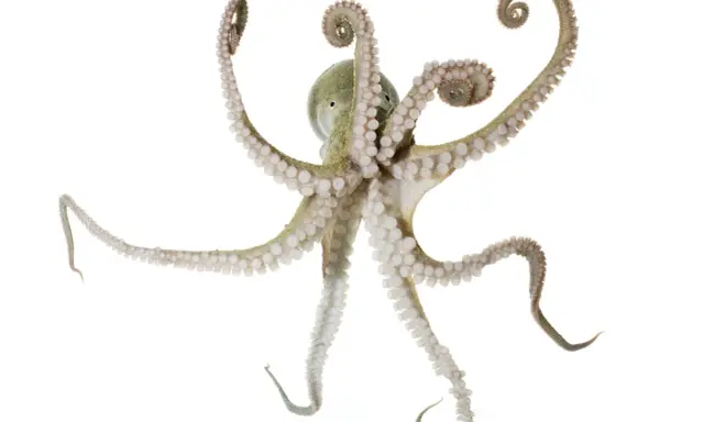Un polpo maschio e femmina, con tentacoli che si arricciano, si muove con grazia su sfondo bianco.