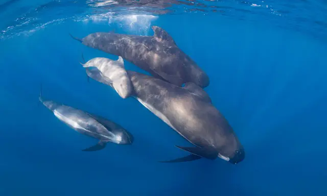 Un gruppo di cetacei, tra cui un piccolo, nuota in acque blu.