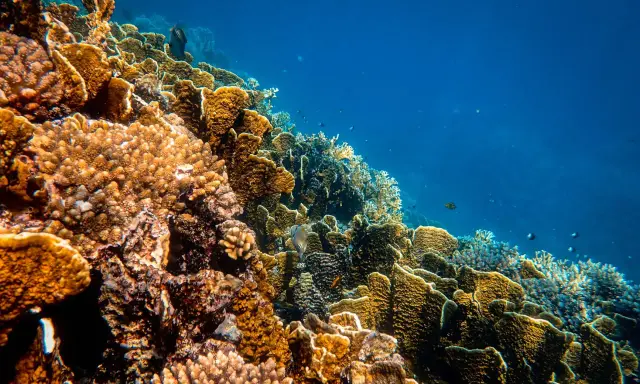 Un colorato ecosistema sottomarino, una barriera corallina oggi vibrante di vita, con pesci che nuotano tra coralli ramificati e massicci.
