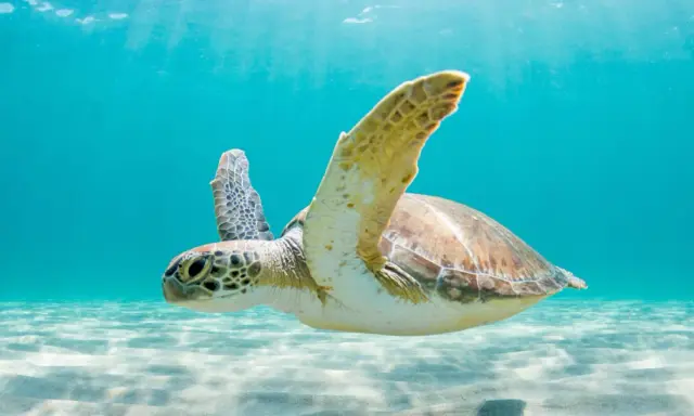 Tartaruga marina nuota in acque cristalline, mostrando il suo habitat naturale dove vivono le tartarughe.