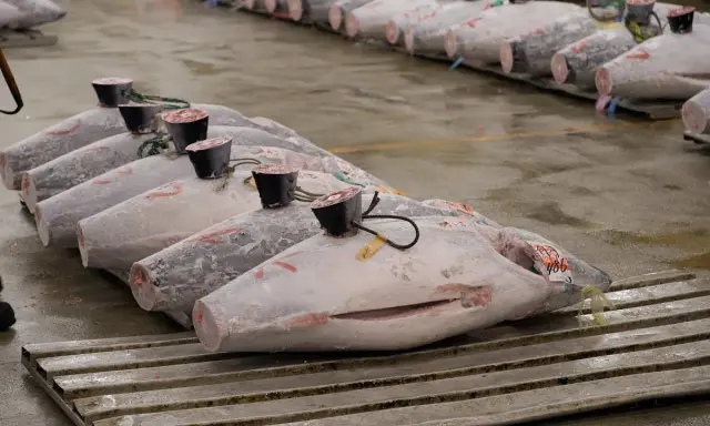 Rows of large, whole yellowfin tuna, some with tags and black caps on their tails, displayed on a wet floor.