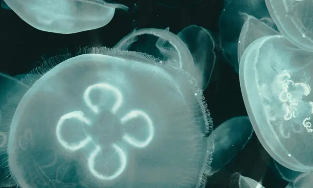 Un gruppo di meduse appena nate fluttua nell'oscurità, i loro corpi trasparenti illuminati da una luce eterea.