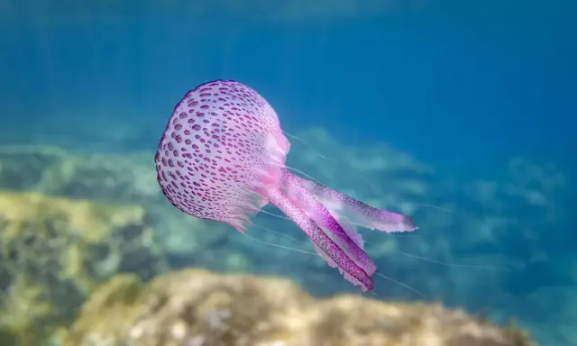 Una medusa viola con macchie più scure fluttua nell'acqua blu. Sembra una di quelle meduse piccolissime che danzano con le correnti.