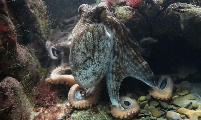 Un polpo mimetizzato tra le rocce e le alghe, con i suoi tentacoli che si intrecciano in un momento di accoppiamento.