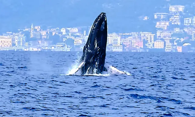 Una megattera emerge dalle acque blu, con una città costiera italiana sullo sfondo. Un raro avvistamento di balene in Italia.