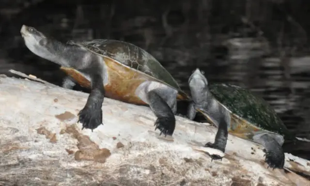 Due tartarughe d'acqua dolce, forse della stessa razza, si riposano su un tronco.