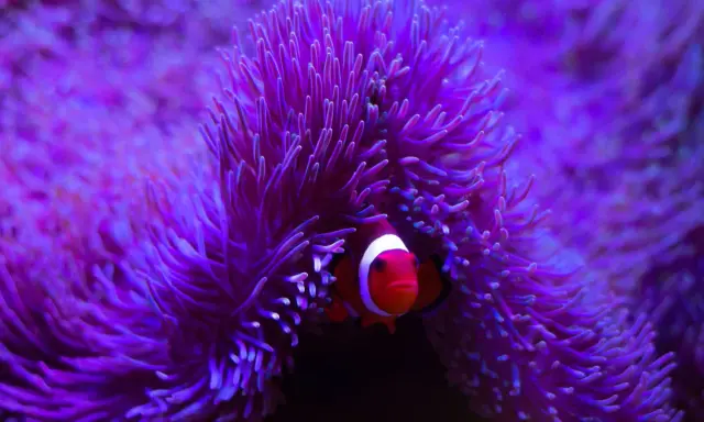 Pesce pagliaccio tra i tentacoli di un anemone di mare, un mollusco che offre riparo.