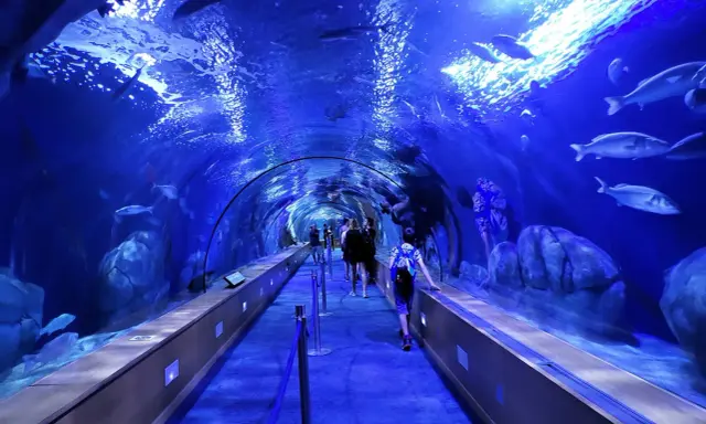 Tunnel sottomarino in un museo oceanografico, con persone che camminano tra pesci e rocce illuminate di blu.